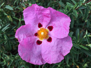Cistus purpureus